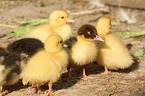 young Muscovy ducks