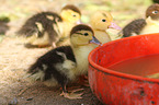 young Muscovy ducks