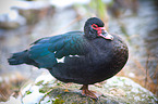 Muscovy duck