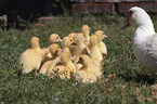 Muscovy Ducklings