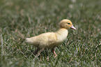 Muscovy Duckling