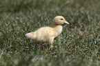 Muscovy Duckling