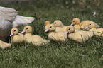 Muscovy Ducklings