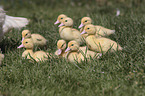 Muscovy Ducklings