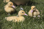 Muscovy Ducklings