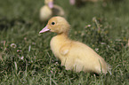 Muscovy Ducklings