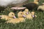 Muscovy Ducklings