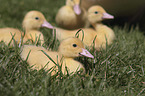 Muscovy Ducklings