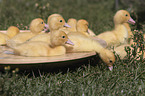 Muscovy Ducklings