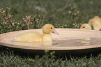 Muscovy Ducklings