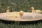 Muscovy Ducklings