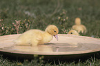 Muscovy Ducklings