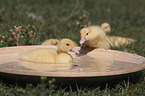 Muscovy Ducklings