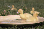 Muscovy Ducklings