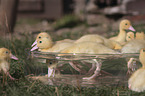 Ducklings bathing in water bowl