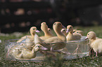 Ducklings bathing in water bowl