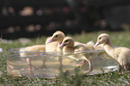 Ducklings bathing in water bowl