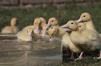 Ducklings bathing in water bowl