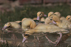 Ducklings bathing in water bowl