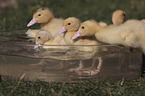 Ducklings bathing in water bowl