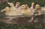 Ducklings bathing in water bowl