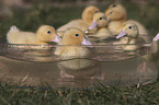 Ducklings bathing in water bowl