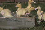 Ducklings bathing in water bowl