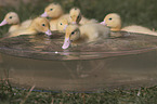 Ducklings bathing in water bowl