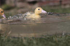 Ducklings bathing in water bowl