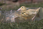 Ducklings bathing in water bowl