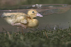 Ducklings bathing in water bowl