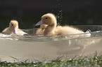 Ducklings bathing in water bowl