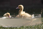 Ducklings bathing in water bowl