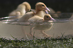 Ducklings bathing in water bowl
