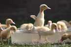 Ducklings bathing in water bowl