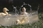 Ducklings bathing in water bowl