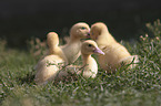Muscovy Ducklings