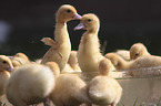 Muscovy Ducklings