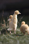 Muscovy Ducklings