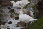 Muscovy duck and goose