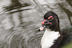 Muscovy duck