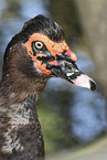Muscovy duck