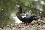 Muscovy duck