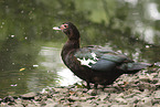 Muscovy duck