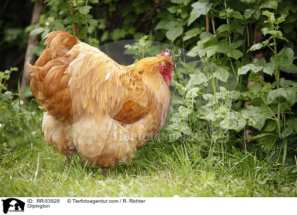 Orpington / RR-53928
