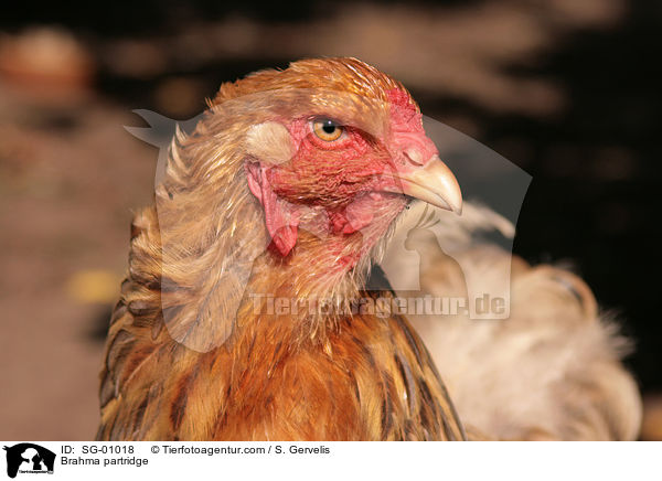 Brahma Huhn / Brahma partridge / SG-01018