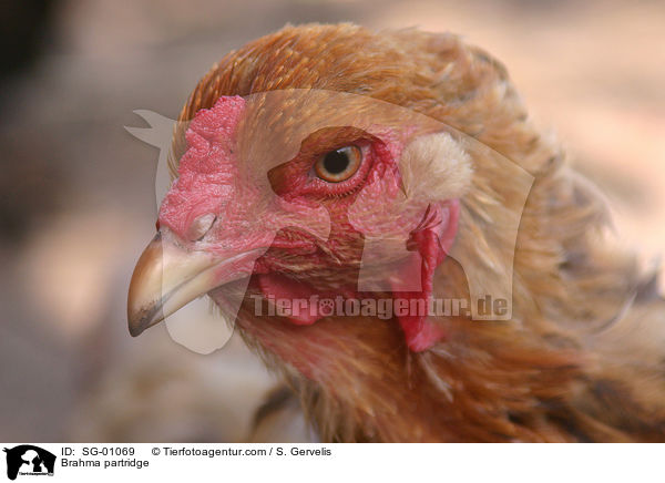 Brahma Huhn / Brahma partridge / SG-01069
