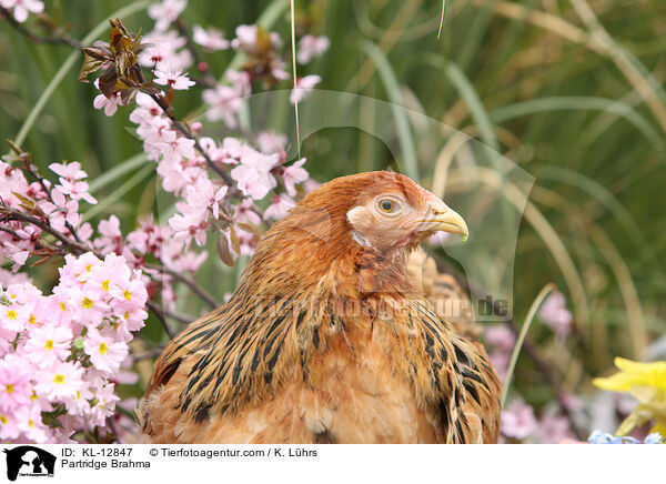 Partridge Brahma / KL-12847