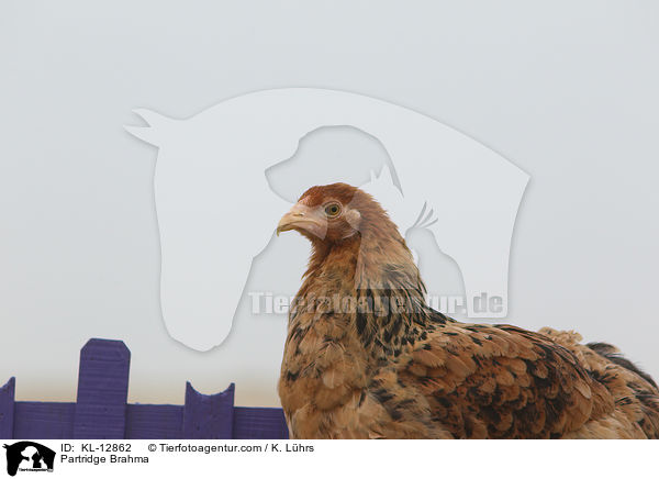Partridge Brahma / KL-12862