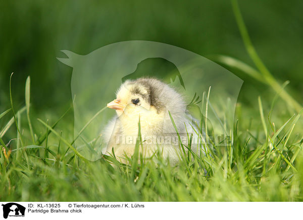 Partridge Brahma chick / KL-13625